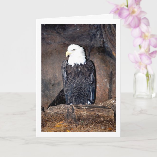 Tarjeta Águila calva americana en nido (Orquídea)