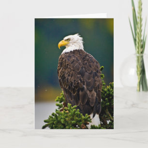 Tarjeta Águila Calva Americana Posada