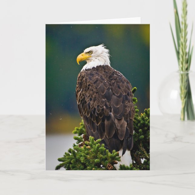 Tarjeta Águila Calva Americana Posada (Anverso)