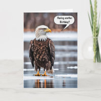 Águila Calva Con Humor De Cumpleaños De Hielo