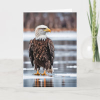 Águila Calva De Cumpleaños En Hielo