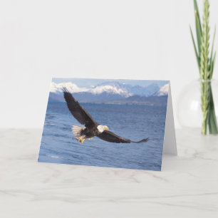 Tarjeta águila calva, Haliaeetus leucocephalus, en vuelo 4