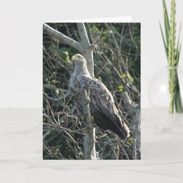 Tarjeta Águila marina en Escocia (Anverso)