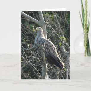 Tarjeta Águila marina en Escocia