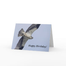 Águila pescadora en vuelo