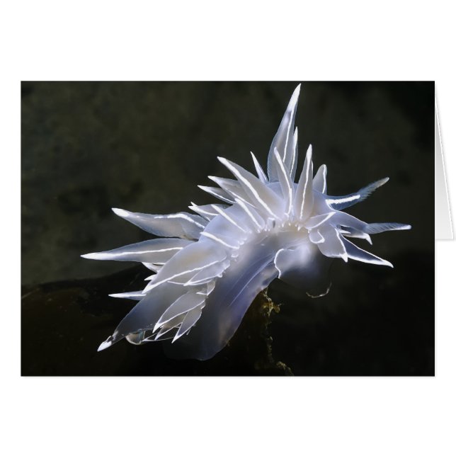 Tarjeta Alabaster Nudibranch (Anverso (Horizontal))