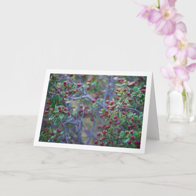 Tarjeta Aladierno, Planta de Rhamnus Alaternus (Orquídea)