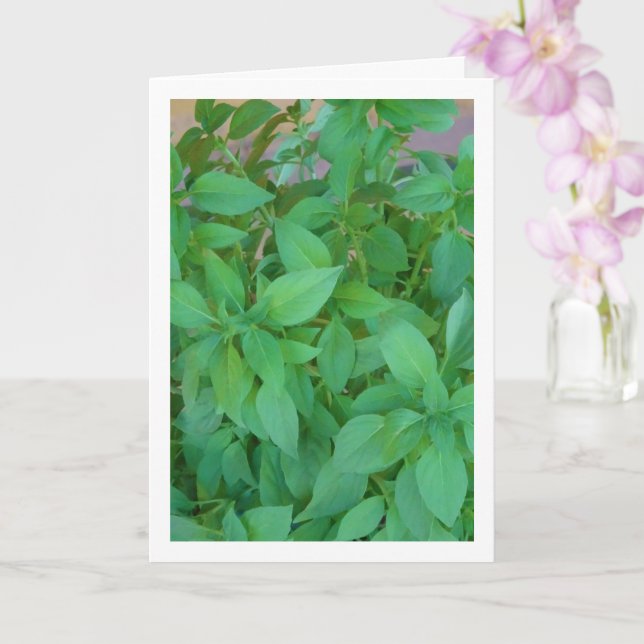 Tarjeta Albahaca (Ocimum basilicum) (Orquídea)