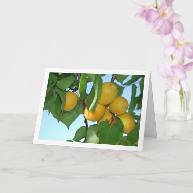 Tarjeta Albaricoque en el árbol (Orquídea)