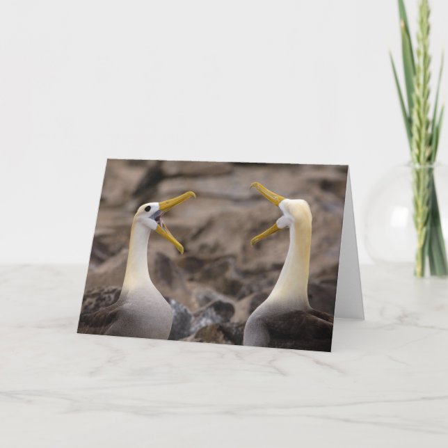 Tarjeta Albatros ondulados (Phoebastria irrorata) se empar (Anverso)