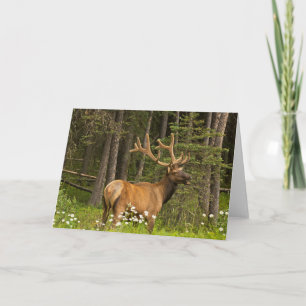 Tarjeta Alce macho en terciopelo, Canadá