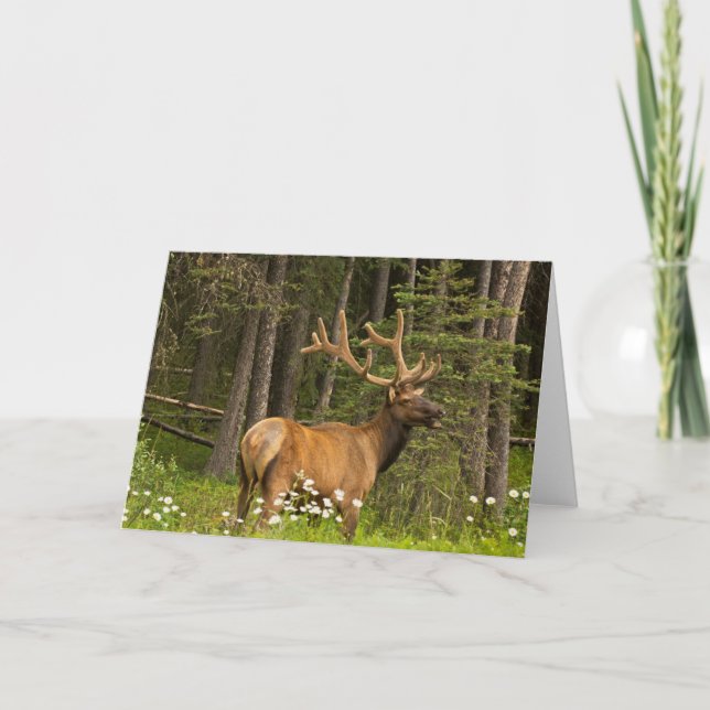 Tarjeta Alce macho en terciopelo, Canadá (Anverso)