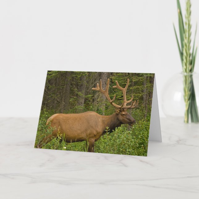 Tarjeta Alce macho | Parque Nacional Banff, Alberta, Canad (Anverso)