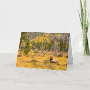 Tarjeta Alce macho   Parque Nacional Montañas Rocosas Colo