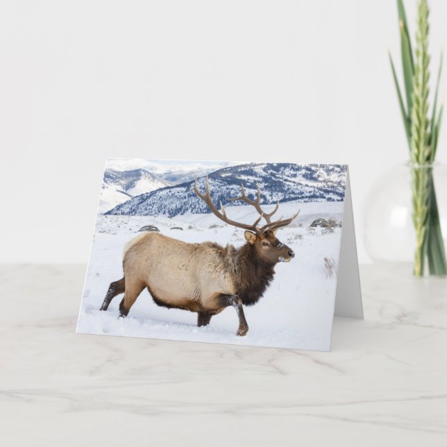 Tarjeta Alce macho | Wyoming (Anverso)