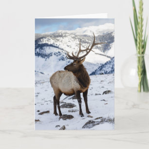 Tarjeta Alce Toro Solitario en Nieve Parque Nacional Yel