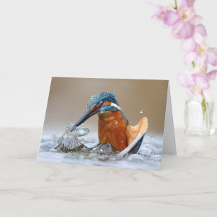 Tarjeta Alcedo Atthis Kingfisher agua de caza Luca Casale