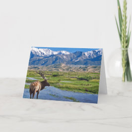 Tarjeta Alces de las montañas rocosas de Colorado