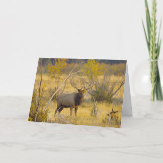 Tarjeta Alces en Colorado