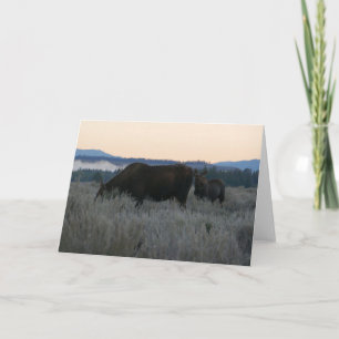 Tarjeta Alces pastando al amanecer en Grand Teton