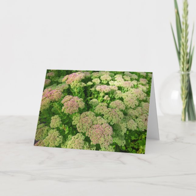 Tarjeta Alegría de sedum de otoño (Anverso)