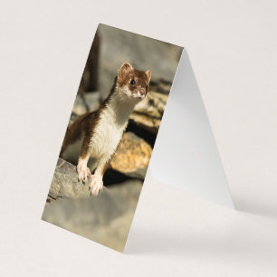 Tarjeta Alerta Weasel