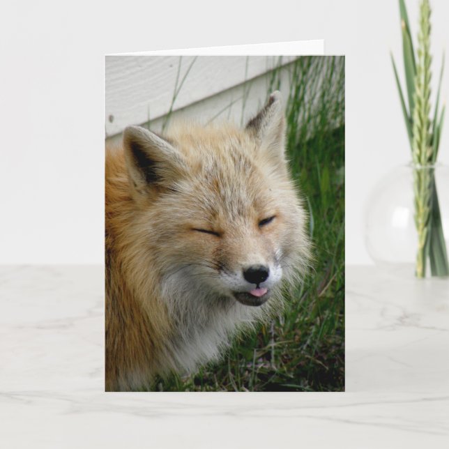 Tarjeta Aleutian Fox con una expresión graciosa (Anverso)