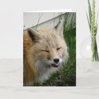 Tarjeta Aleutian Fox con una expresión graciosa