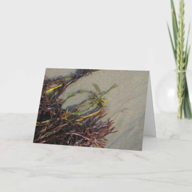 Tarjeta Alga marina de la playa del océano (Anverso)