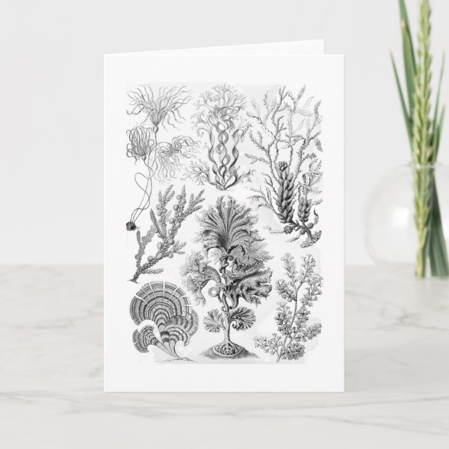 Tarjeta Algas de Brown (Anverso)