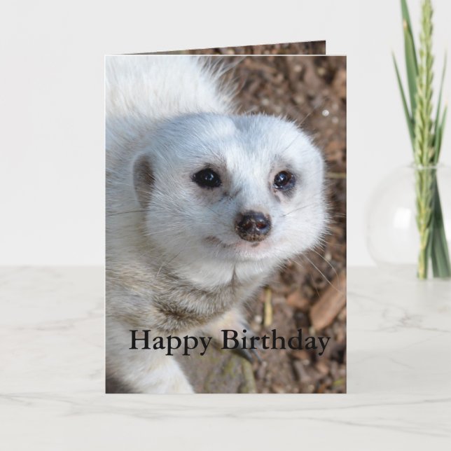 Tarjeta Algodón El Meerkat Blanco, Cumpleaños (Anverso)