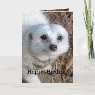 Tarjeta Algodón El Meerkat Blanco, Cumpleaños