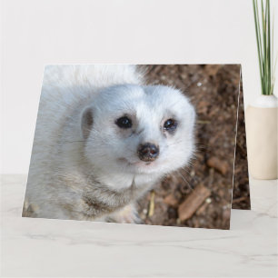 Tarjeta Algodón El Meerkat Blanco, Cumpleaños