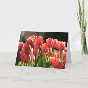 Tarjeta Algunos tulipanes en primavera