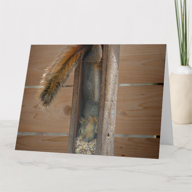 Tarjeta Alimentador de pájaros de raspadura de ardilla (Anverso)