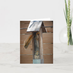 Tarjeta Alimentador de pájaros de raspadura de ardilla