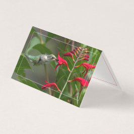 Tarjeta Alimentando Colibríes En La Crocosmia Roja