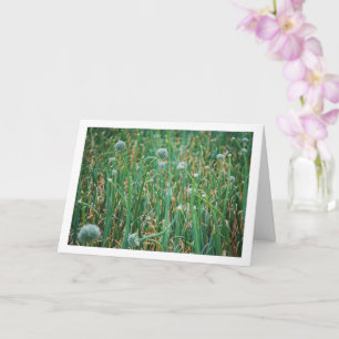 Tarjeta Allium, Flor de cebolla salvaje