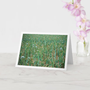 Tarjeta Allium, Flor de cebolla salvaje