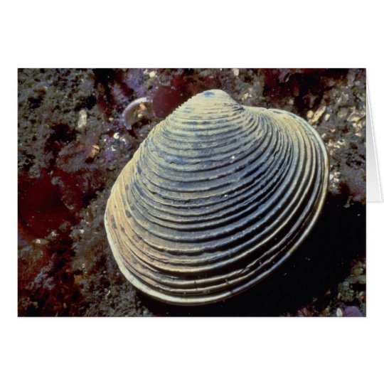 Tarjeta Almeja de la mantequilla (giganteus) de Saxidomus