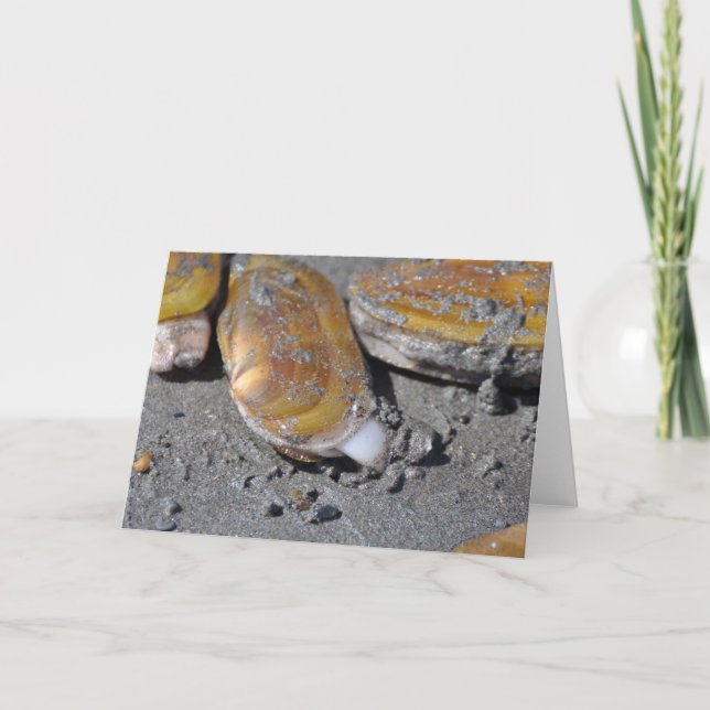 Tarjeta Almejas de maquinilla de afeitar (Anverso)