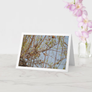 Tarjeta Almendras en rama