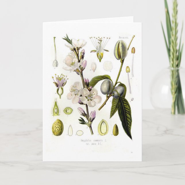 Tarjeta Almond (Anverso)