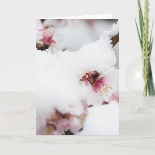 Tarjeta Almond tree flowers covered by snow (Anverso)