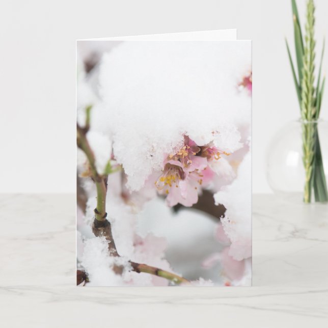 Tarjeta Almond tree flowers covered by snow (Anverso)