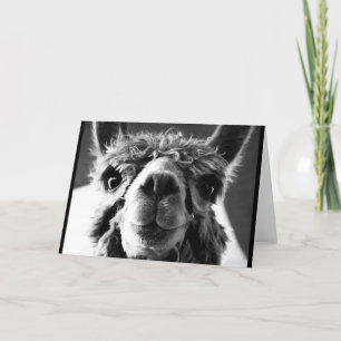 Tarjeta Alpaca