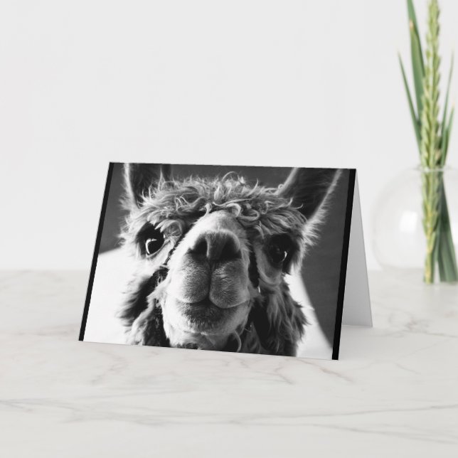 Tarjeta Alpaca (Anverso)