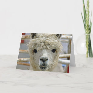 Tarjeta Alpaca Adorable