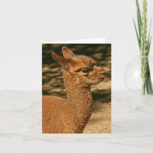 Tarjeta Alpaca Cria (bebé) - "Sorpresa de papá"