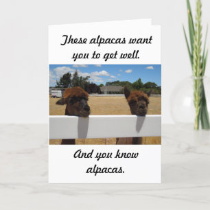 Tarjeta Alpacas en Templeton, California